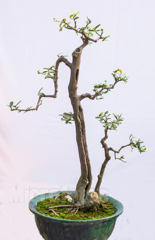 双杆盆景图片大全欣赏